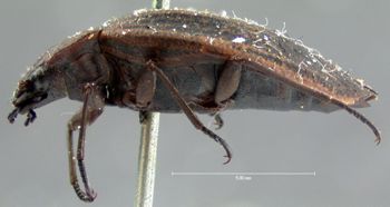 Media type: image;   Entomology 5970 Aspect: habitus lateral view